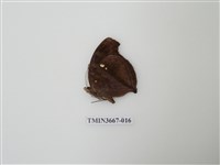 藏品(蛺蝶科(1))的圖片